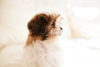 /album/fotogalereya/large-12-jpg1/